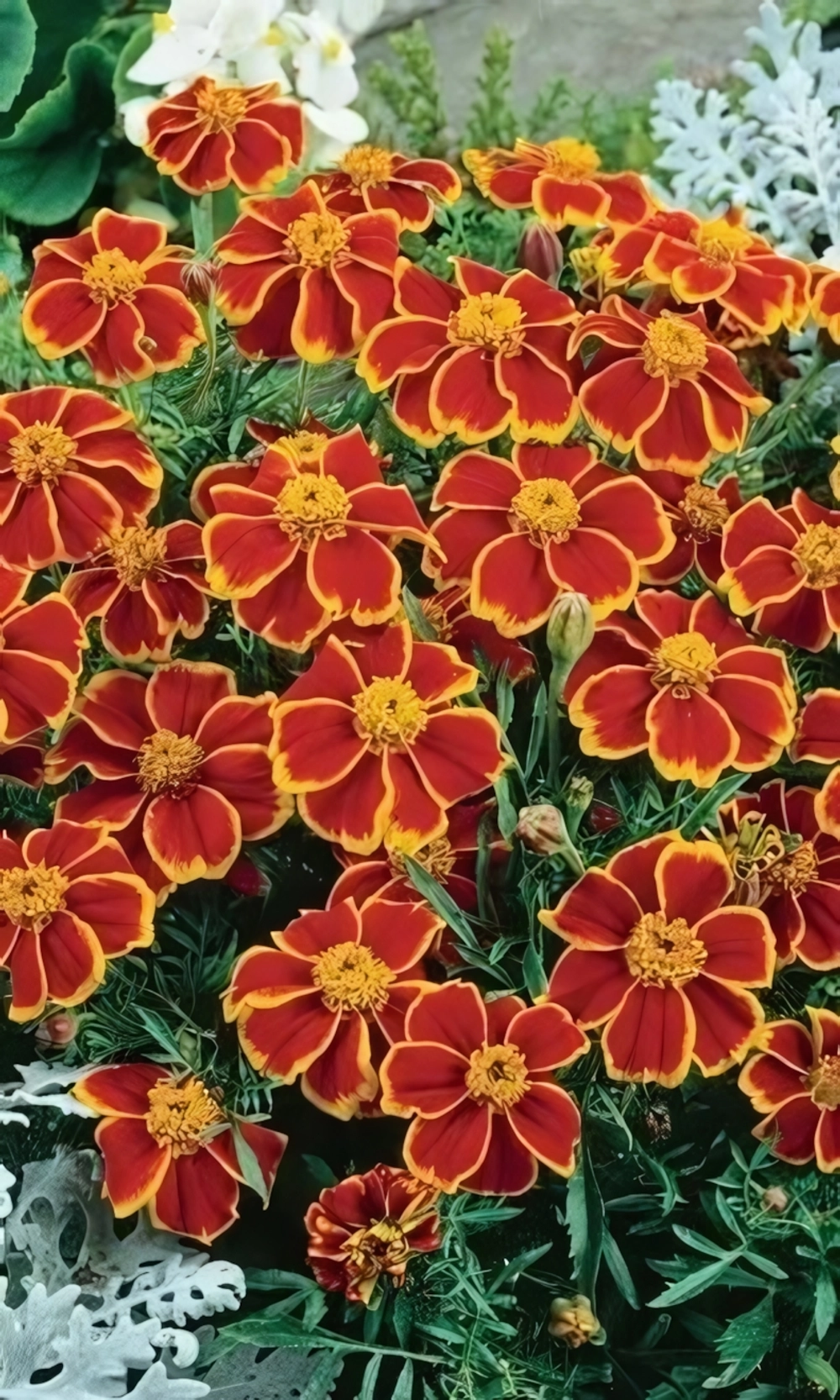 Семена Бархатцы отклоненные Шаловливая Мариэтта 0,4 гр (УД) Е/П