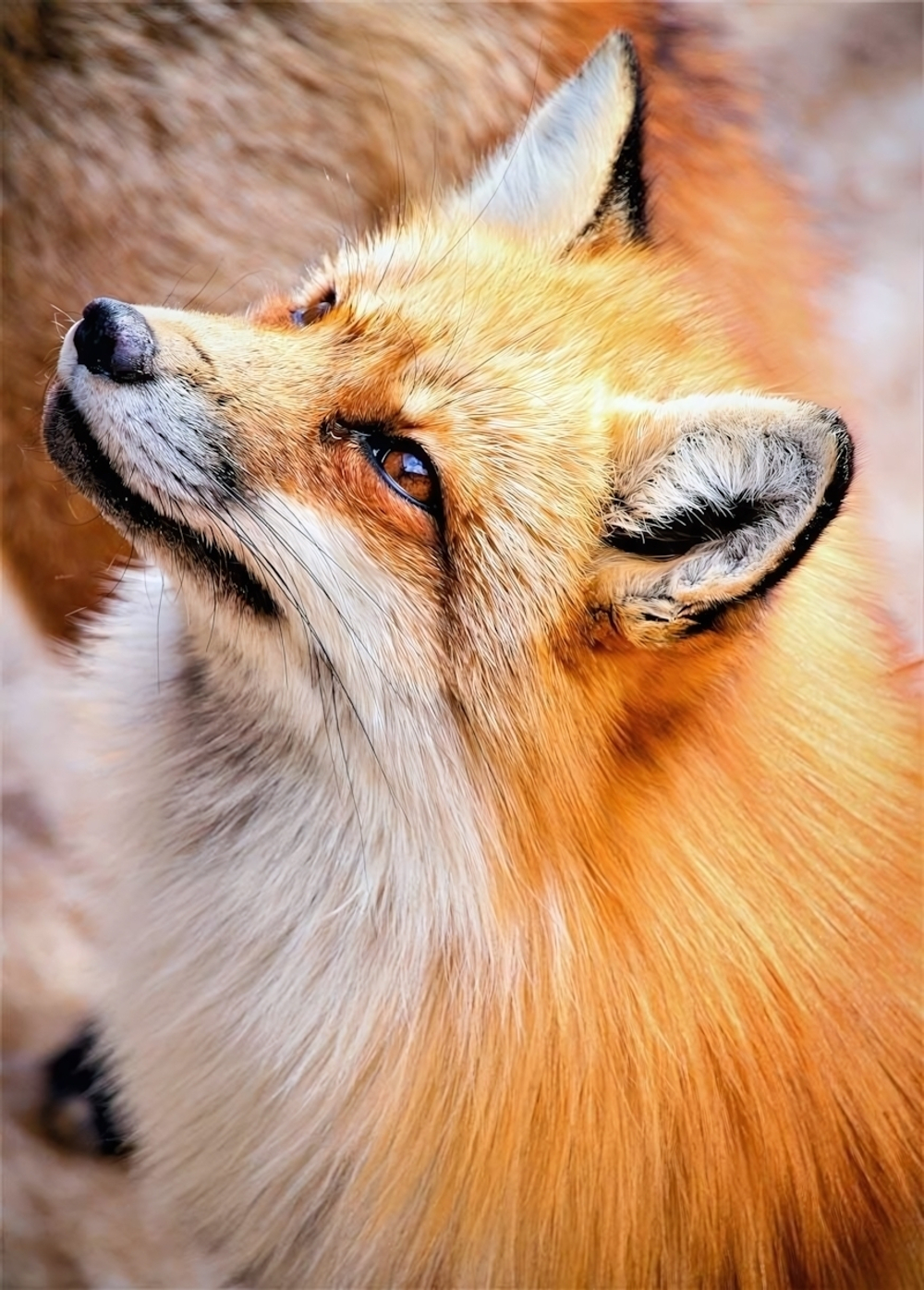 Алмазная мозаика 30*40см. полн.заполн. "Лисица с чёрными ушками" (Арт. CF30032)