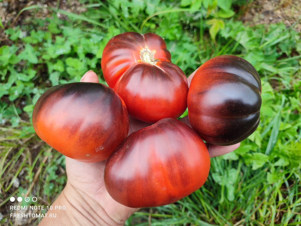 Синяя груша (Blue pear) сорт томата