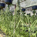 Хуперция H.KINNAREE