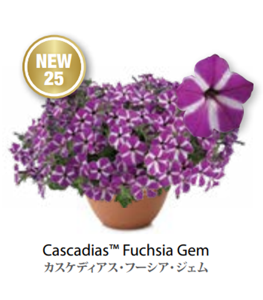 ЕВРО Petunia Cascadias Fuchsia Gem укорененный черенок середина декабря 25