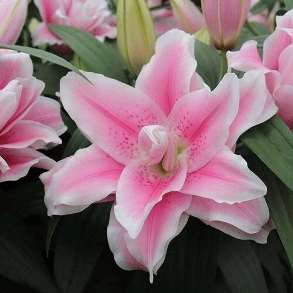 Лилия Roseliliy Mikaela (Розовидный гибрид)