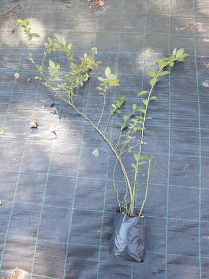 Голубика высокорослая Блюкроп (Vaccinium corymbosum Bluecrop)