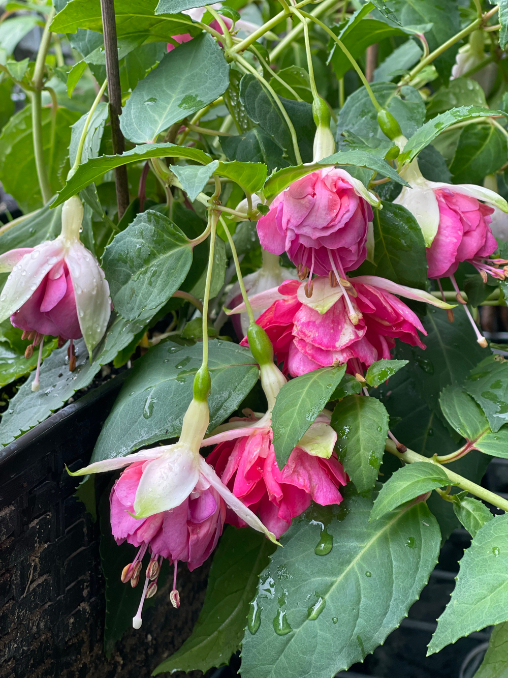 Фуксия Corneel Cornelis