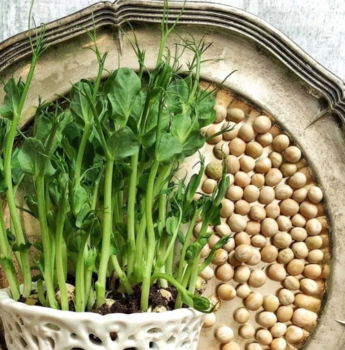 Горох посевной ,для микро зелени 5 кг .