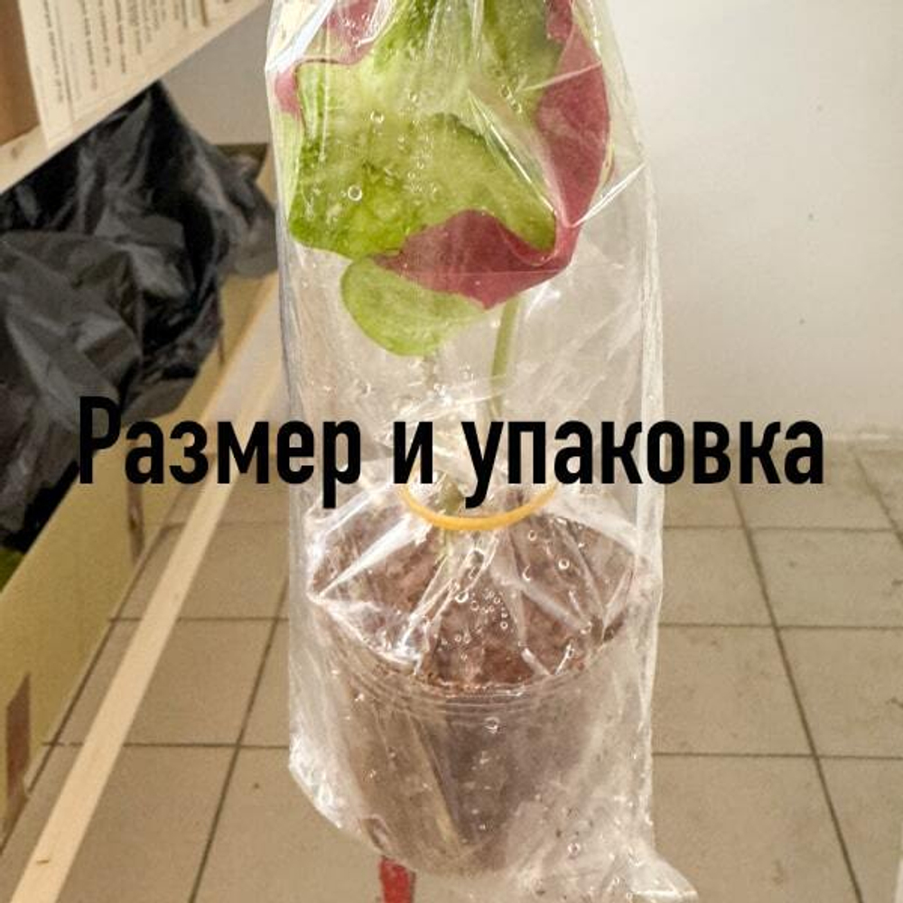 Каладиум MORNING STAR