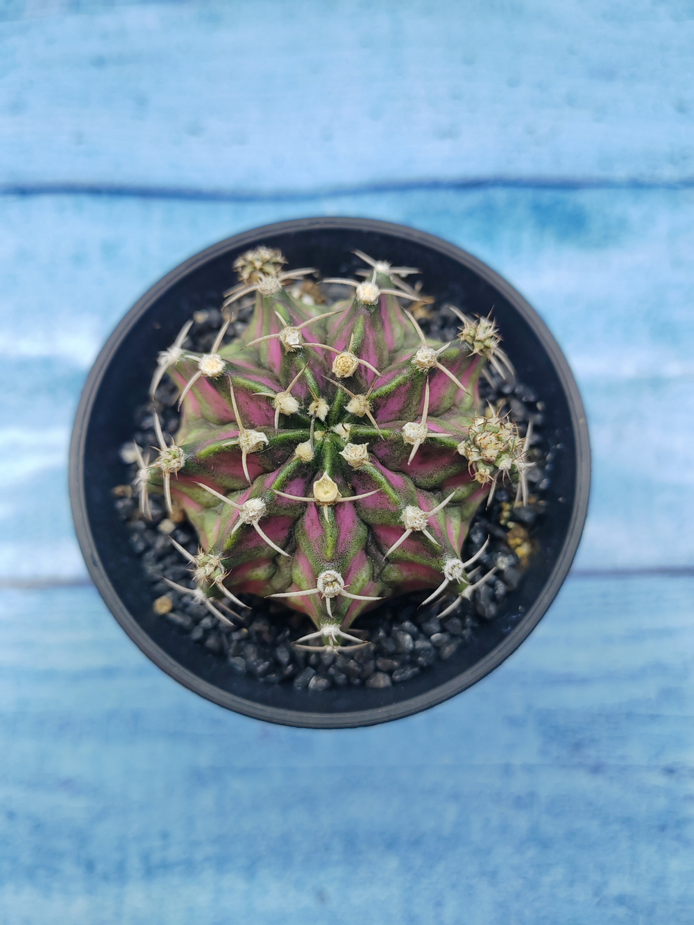 Gymnocalycium T-Rex Pink hybride (Гимнокалициум T-rex)
