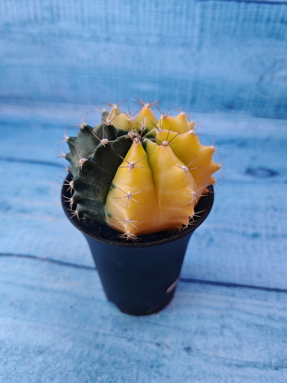 Gymnocalycium Variegata (Гимнокалициум Вариегатный)