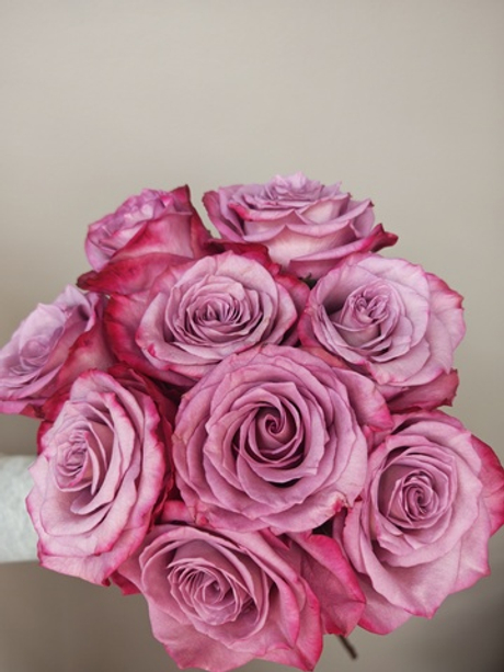 Роза "пыльная сирень"