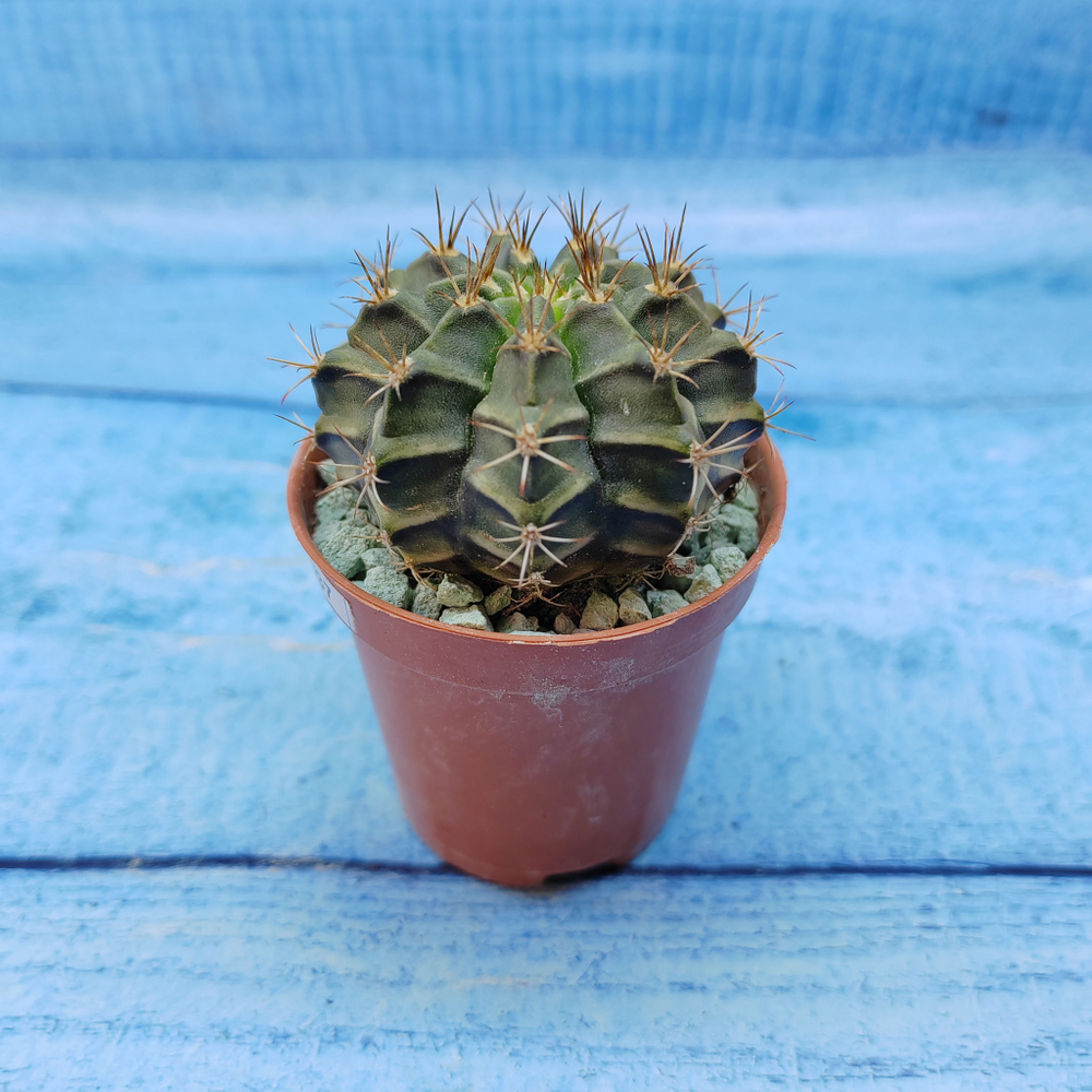 Gymnocalycium Friedrichii (Гимнокалициум)