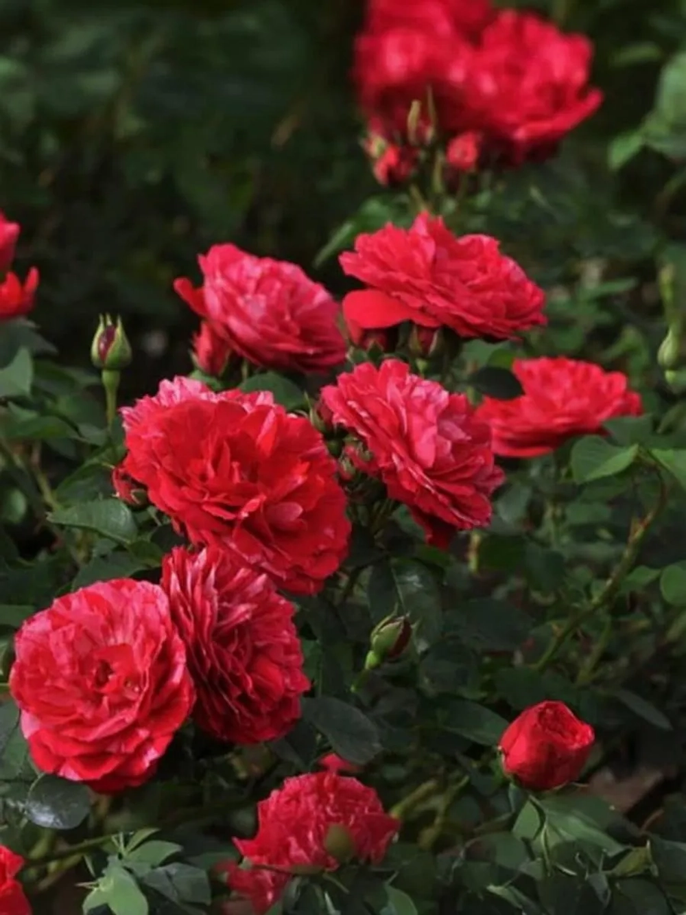 Роза флорибунда Константина Фреска