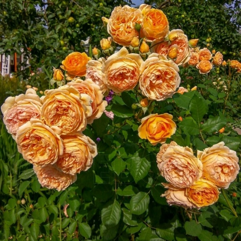 Роза Каралуна (чайная )