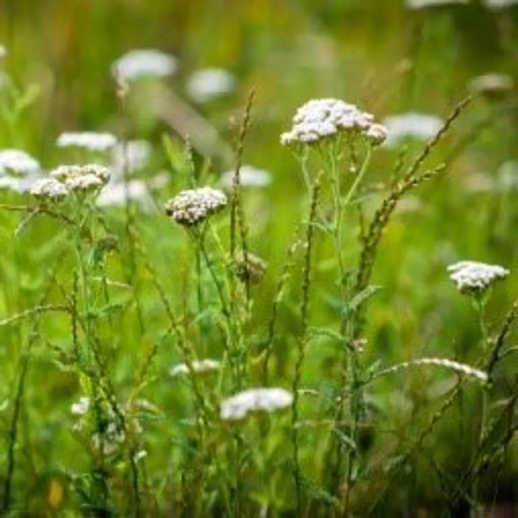 Тысячелистник обыкновенный