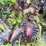 Колоказия BLACK LAVA 1