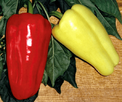 ДЖИПСИ F1 семена перца сладкого (Seminis | Alexagro)