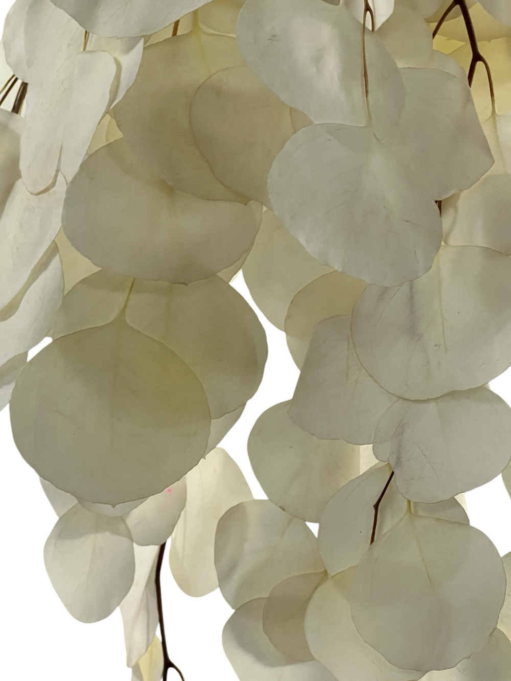 Эвкалипт стабилизированный популус белый