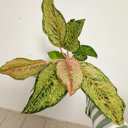 Аглаонема CATHERINE