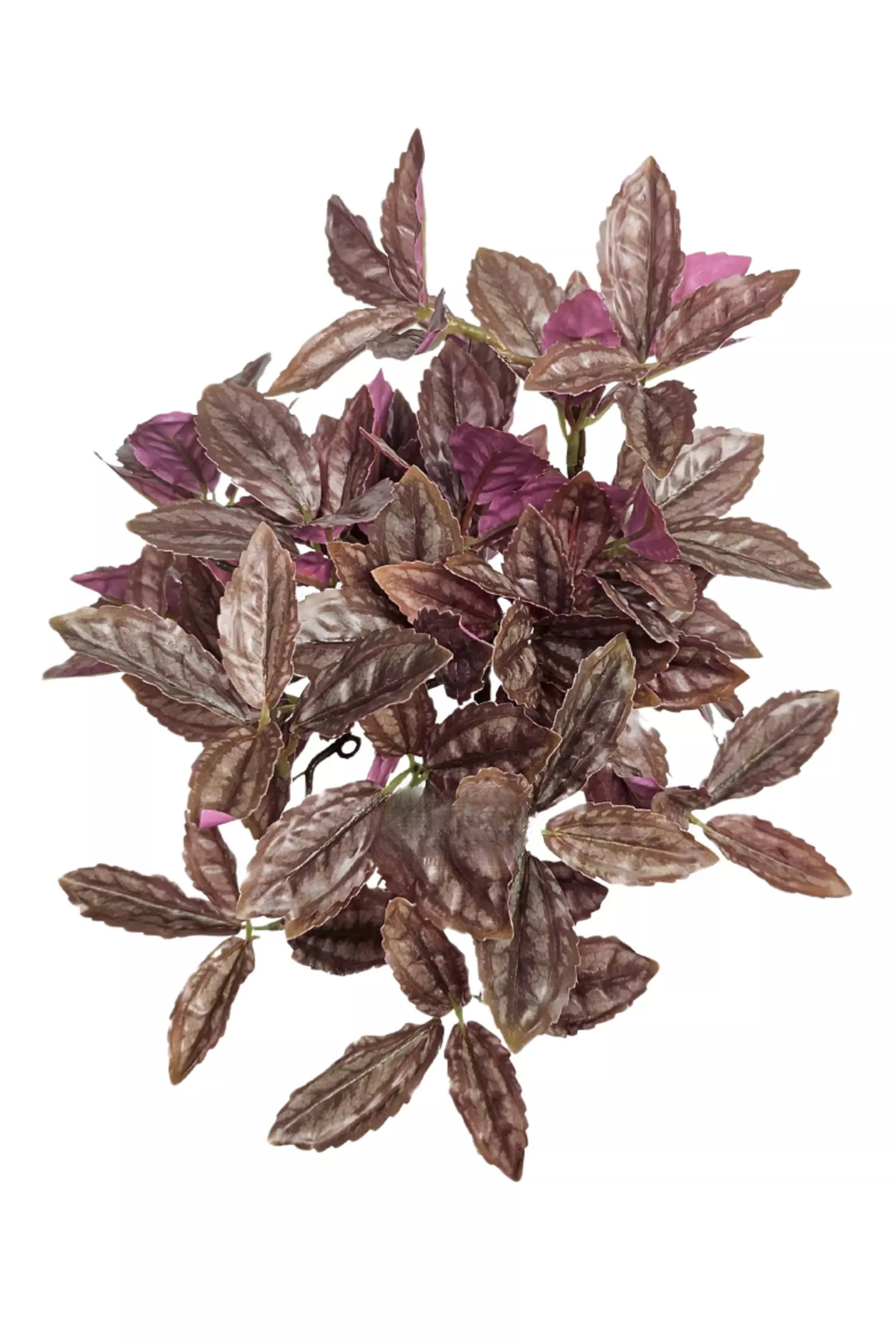 Куст Пилеи мелколистный