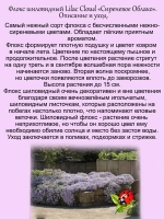 Флокс шиловидный Сиреневое облако Лилак Клауд