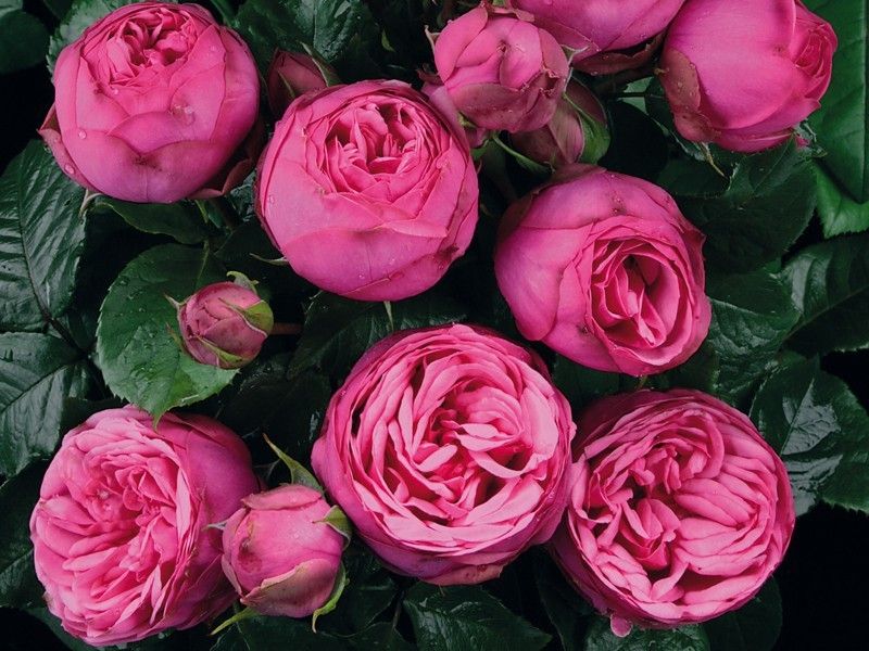 Роза чайно-гибридная Пинк Пиано "Pink Piano"
