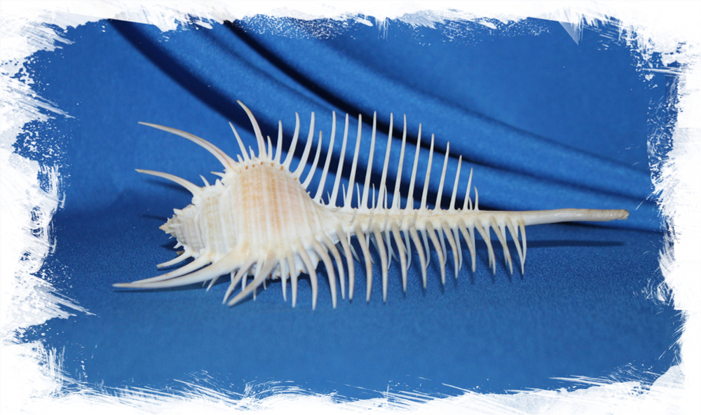 Раковина Мурекс пектен, Murex pecten, Гребень Венеры
