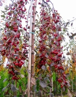 Яблоня декоративная Пурпереа Пендула f69 200-250, 8-10