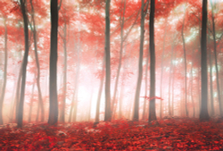 Коллекция Лес