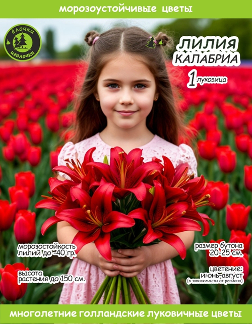 Лилия Луковица, Калабриа, ЛА-гибрид, 1 шт