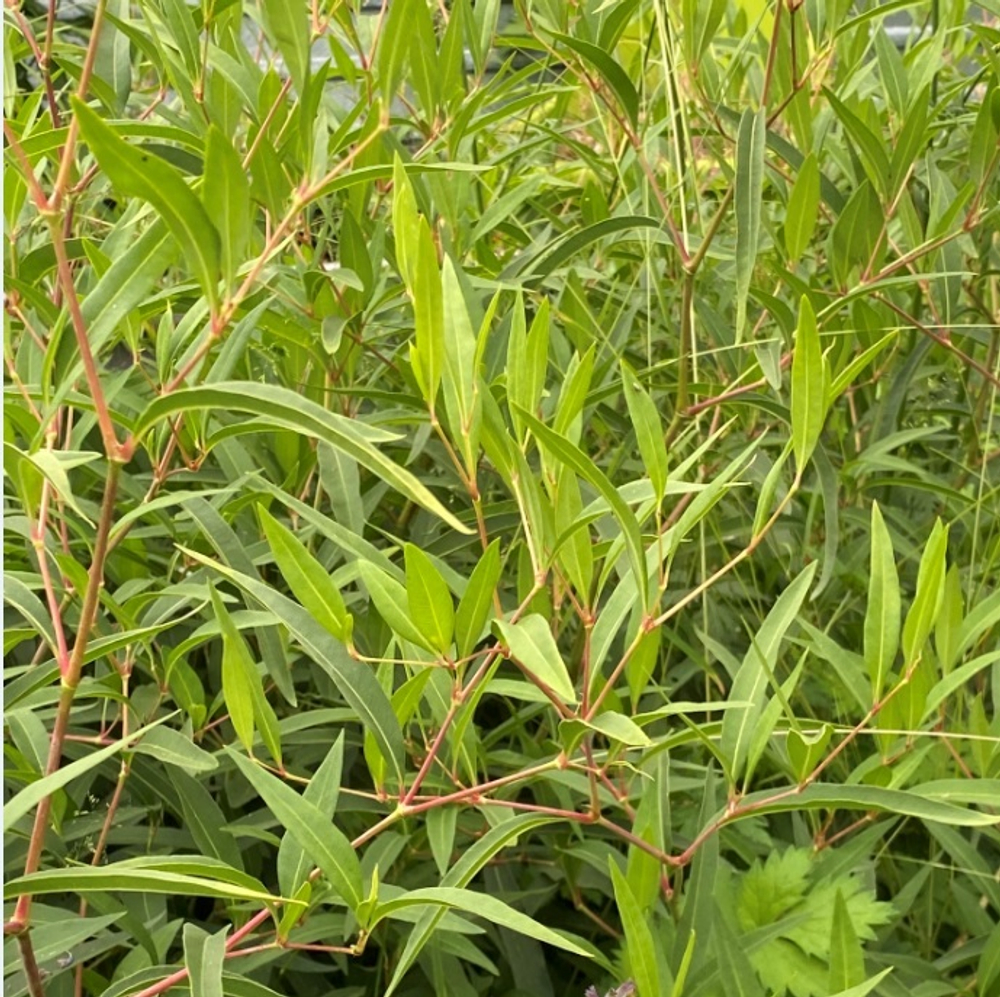 Горец растопыренный. Polygonum divaricatum.