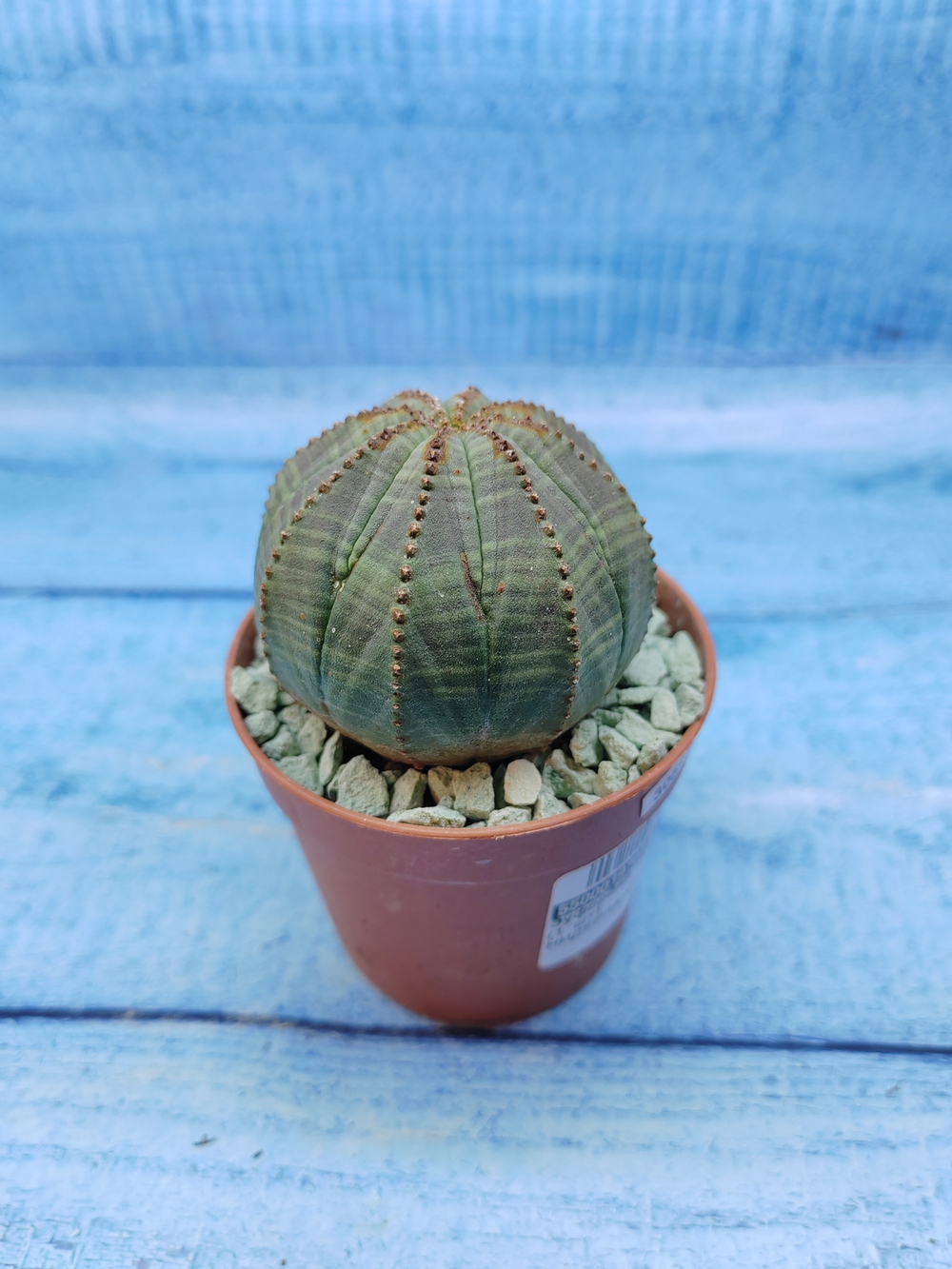 Euphorbia Obesa (Эуфорбия)