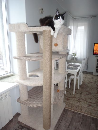 Дом для кота И-258 (мейн-кун)