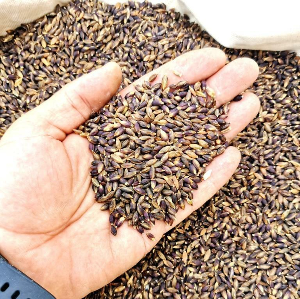 Ячмень Чёрный Тибетский Голозерный Пурпурная Долина - Purple Valley Barley
