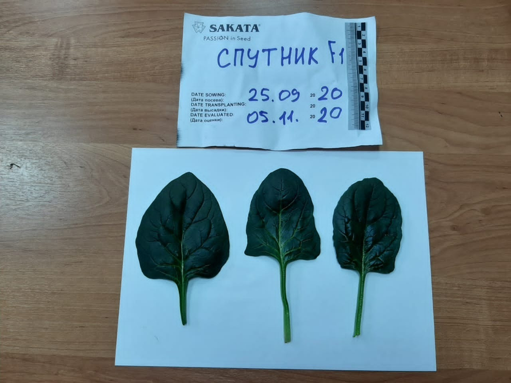 Спутник F1 семена шпината (Sakata / Саката)