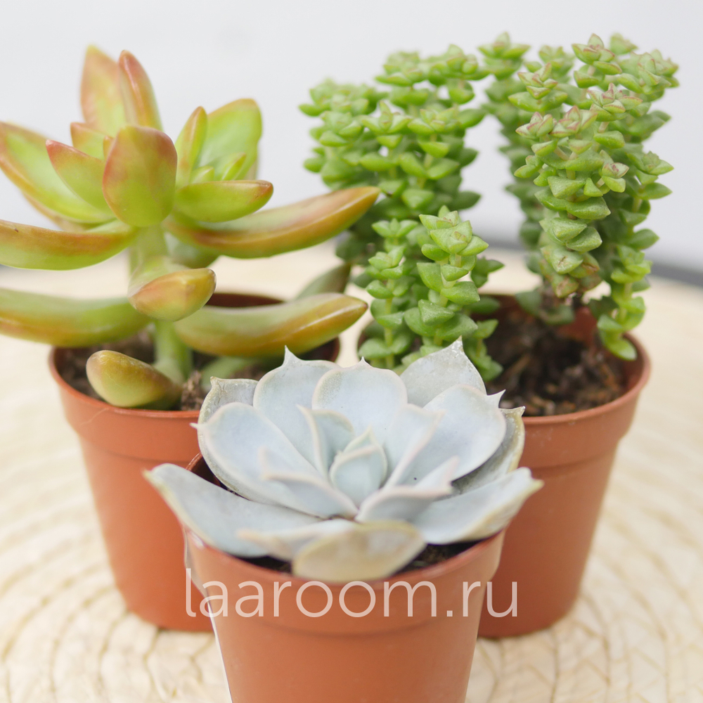 Микс из 3х суккулентов