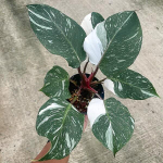 Филодендрон WHITE KNIGHT MARBLE