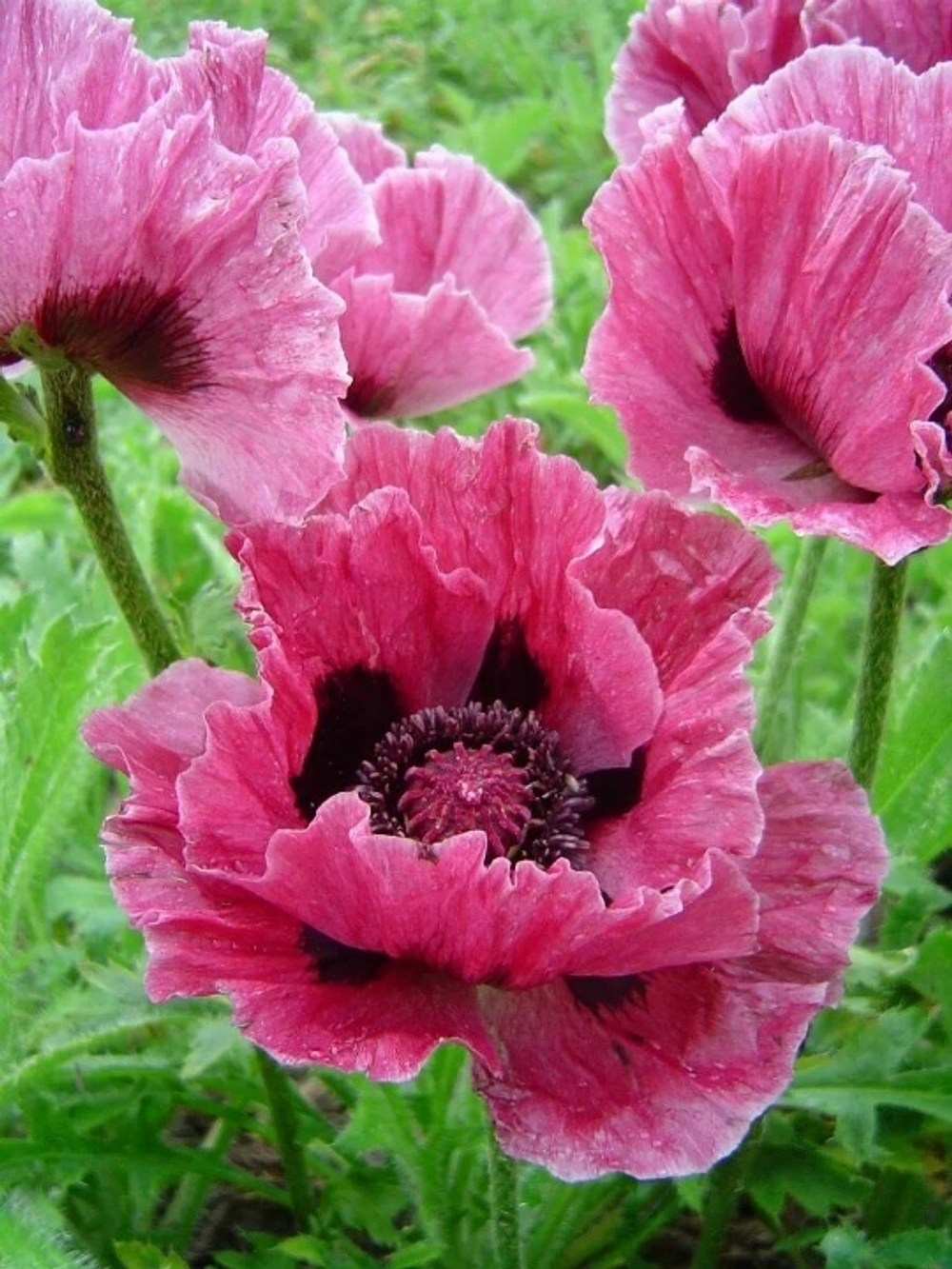 Мак Bolero (Декоративный)