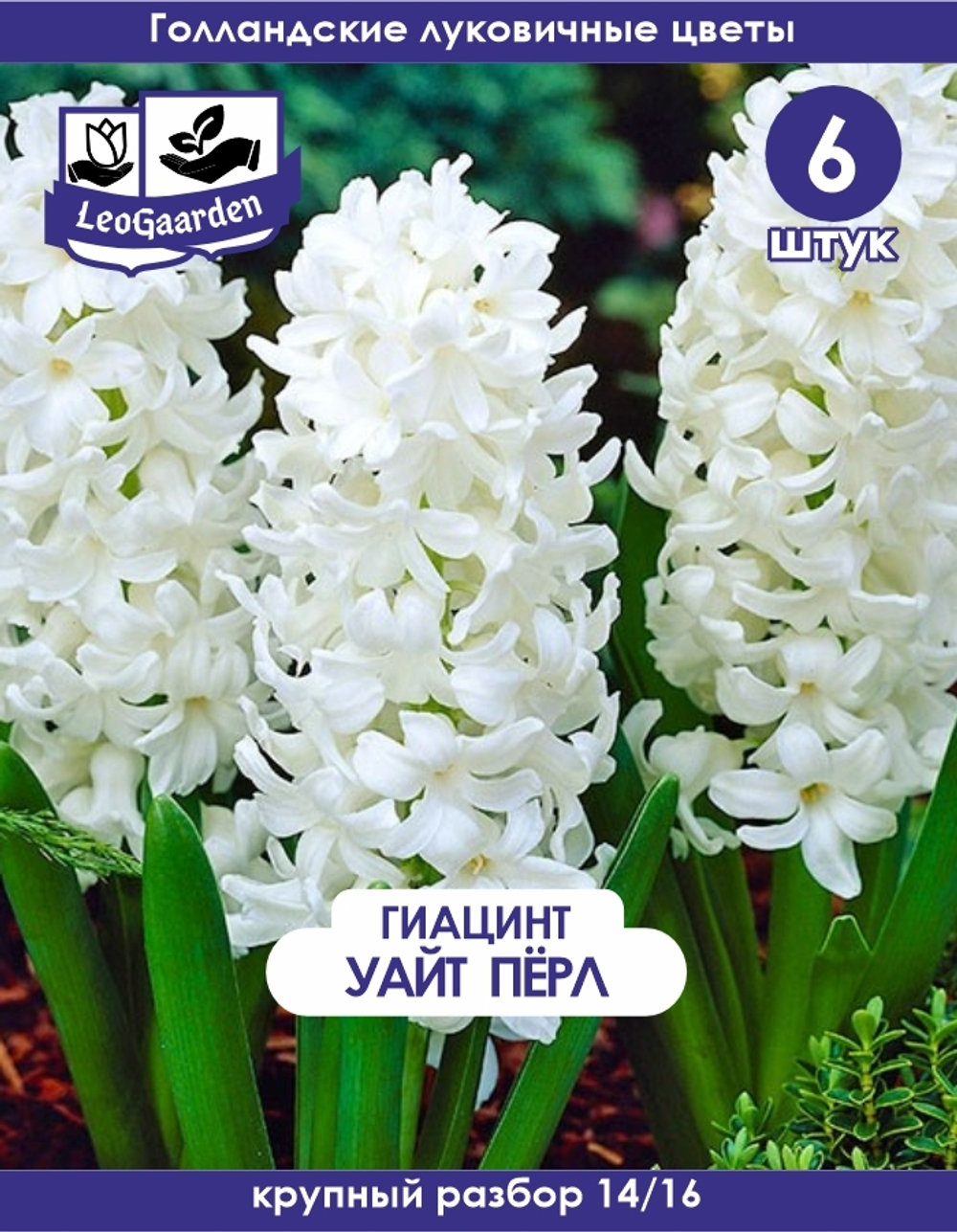 Луковицы цветов гиацинт Уайт Перл, 6шт