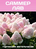 Саммер Лав гортензия метельчатая