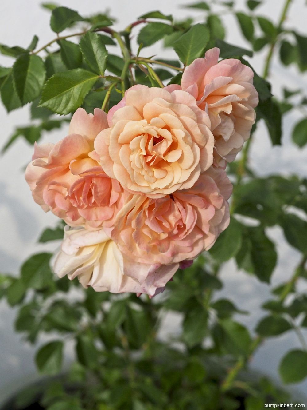 Пич Мельба (Peach Melba)