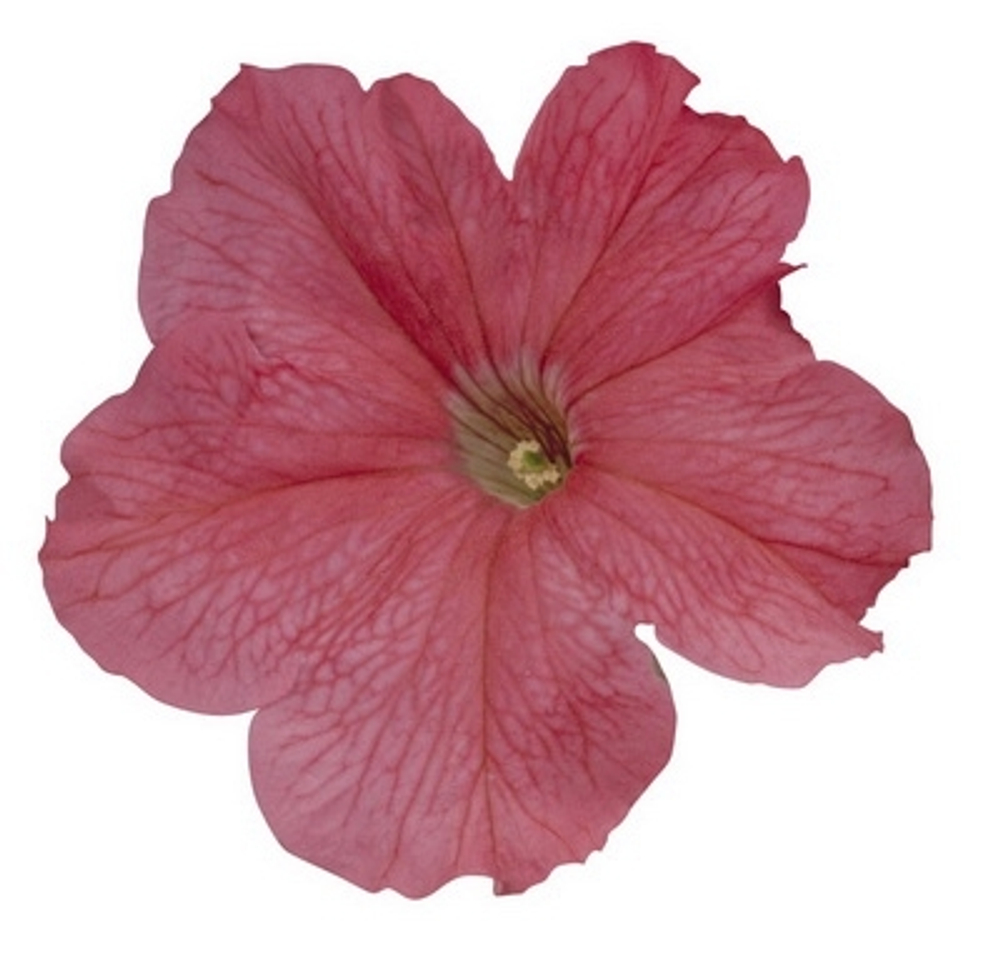 Петуния грандифлора Игл Салмон (100др) Витагрин Профи