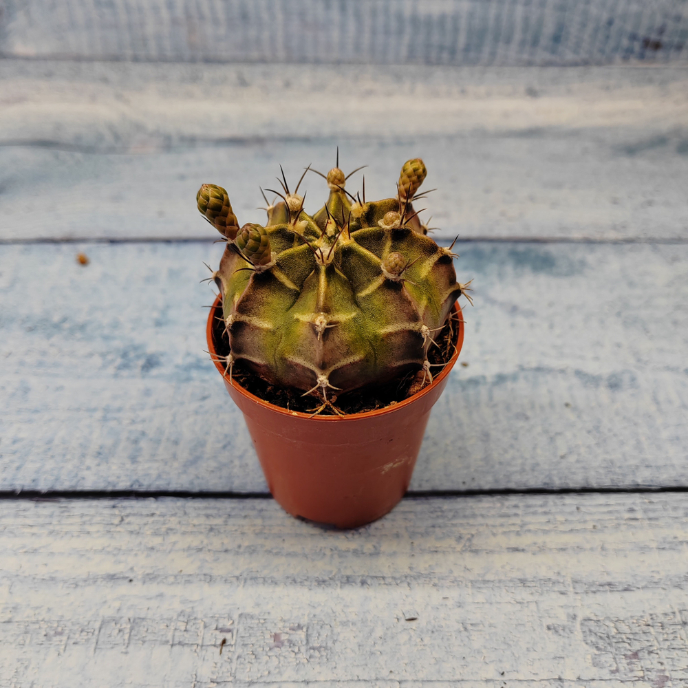 Gymnocalycium Friedrichii (Гимнокалициум)