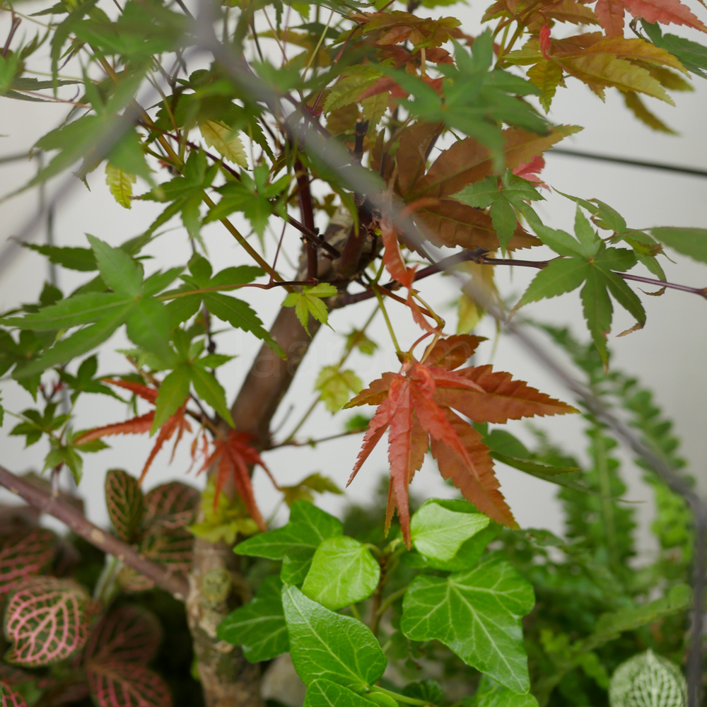 Готовый флорариум бонсай Клён Бонсариум XL с озером