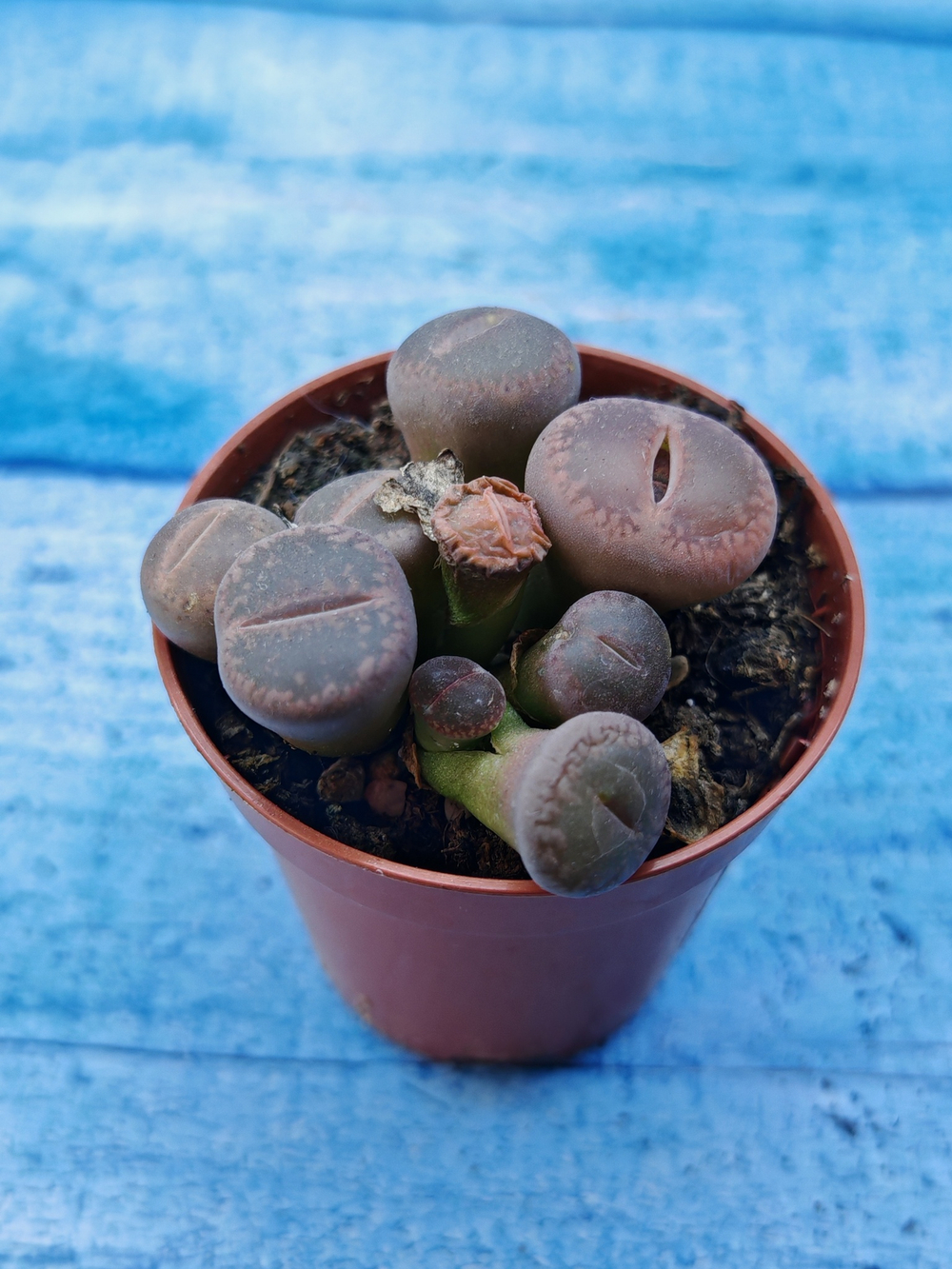 Lithops sp. (Литопсы)