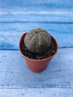 Euphorbia Obesa (Эуфорбия)
