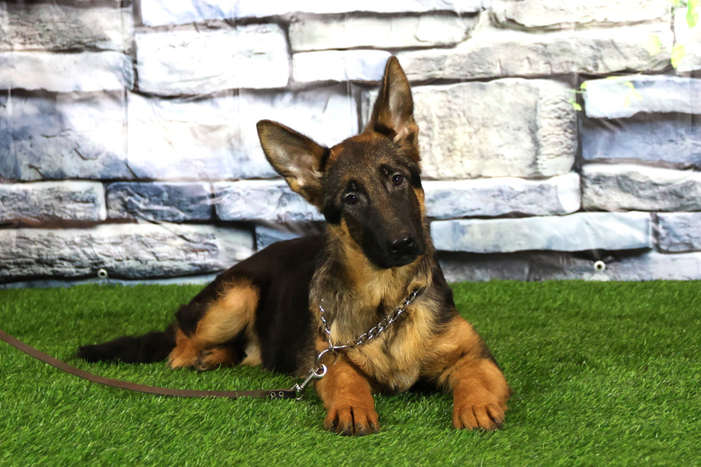 НАЗАР Из Поместья Роларис