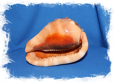 Ципрекассис, 12-14см, 1шт