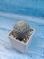 Mammillaria microthele superfina (Маммилярия)