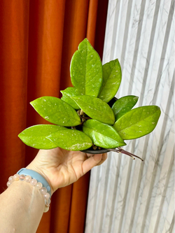 Хойя Карноза, D10см Н15см, 1шт, Urban Jungle