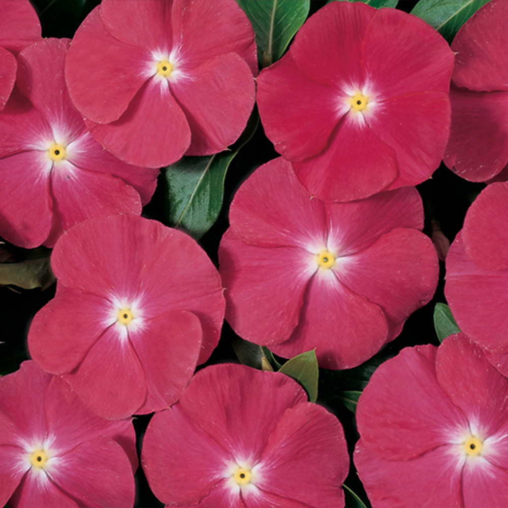 Катарантус Хитвэйв Черри (100шт) Витагрин Профи