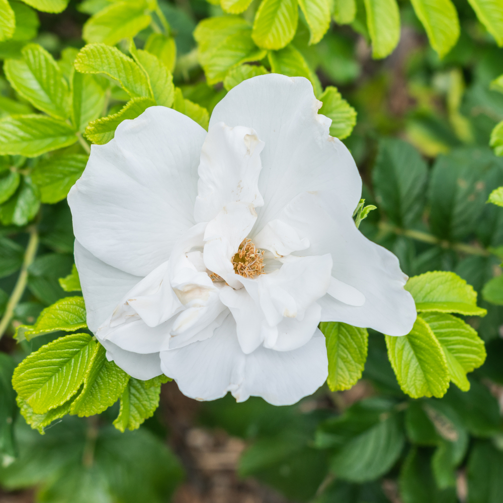 Роза ругоза Blanc Double de Courbert